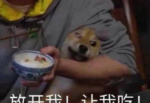 大夫吃瓜原版,揭秘原版故事背后的趣味与智慧