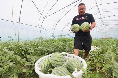 吃瓜的瓜田,揭秘吃瓜背后的故事与奥秘