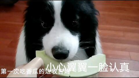 吃瓜边牧,揭秘狗狗界的“网红”现象