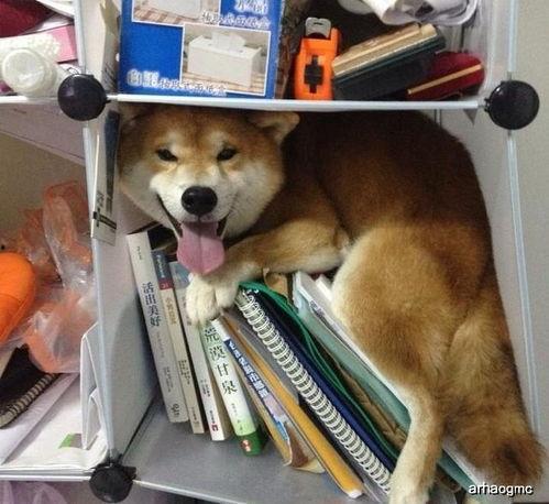 柴犬吃瓜卡住,宠物饮食安全引关注