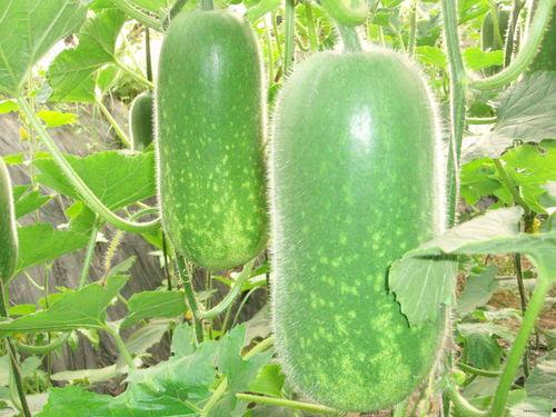 高分贝吃瓜,揭秘娱乐圈幕后风云