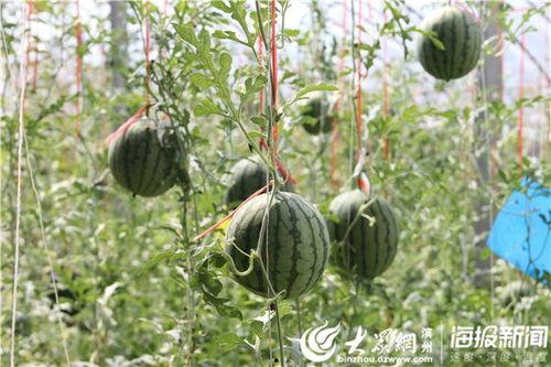 华县吃瓜视频,揭秘当地特色美食背后的故事