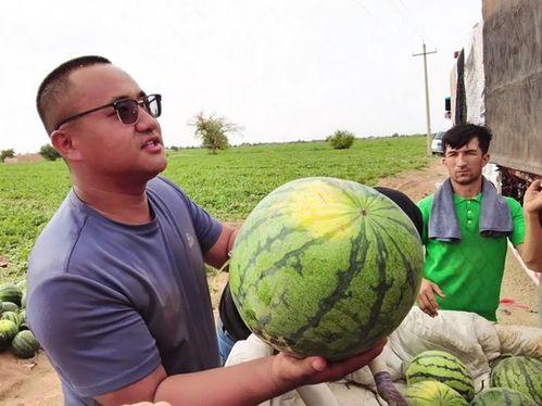 吃瓜疯马,揭秘娱乐圈背后的疯狂故事