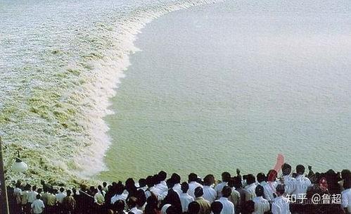 潮汐吃瓜,揭秘潮汐吃瓜背后的故事