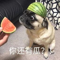 吃瓜名词,揭秘“吃瓜群众”背后的网络文化现象