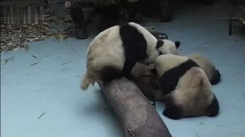 熊猫吃瓜的视频