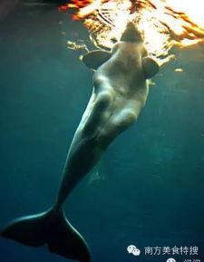 瓜哥带你吃瓜美人鱼